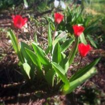 1499586_10152305384647247_2055330440_n